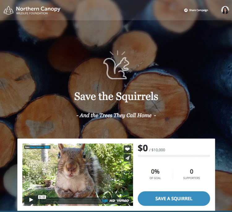 squirrels-cf
