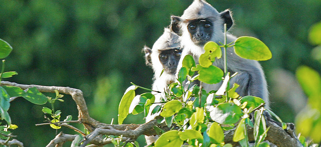 Monkeys